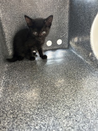 Shelter Stray Unknown Cat last seen Near HALE AVE, North District,, 355 Hillshire Dr, Haslet, TX 76052, USA