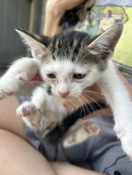 Shelter Stray Unknown Cat last seen Near HALE AVE, North District,, 355 Hillshire Dr, Haslet, TX 76052, USA