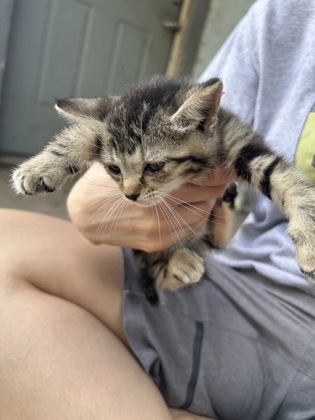Shelter Stray Unknown Cat last seen Near HALE AVE, North District,, 355 Hillshire Dr, Haslet, TX 76052, USA