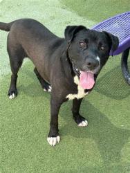 Shelter Stray Male Dog last seen Near S EUCALUYPTUS, CITY of El Paso, TX, 5001 Fred Wilson Ave, El Paso, TX 79906, USA