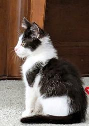 Shelter Stray Male Cat last seen N College Ave, Kansas City, MO 64156, 64156, MO, 7077 Elmwood Ave, Kansas City, MO 64132, USA