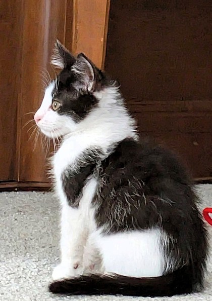 Shelter Stray Male Cat last seen N College Ave, Kansas City, MO 64156, 64156, MO, 7077 Elmwood Ave, Kansas City, MO 64132, USA