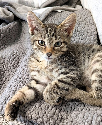 Shelter Stray Female Cat last seen N College Ave, Kansas City, MO 64156, 64156, MO, 7077 Elmwood Ave, Kansas City, MO 64132, USA