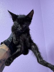 Shelter Stray Male Cat last seen Near GOLIAD, CITY of El Paso, TX, 5001 Fred Wilson Ave, El Paso, TX 79906, USA