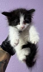 Shelter Stray Female Cat last seen Near GRAMBLING, CITY of El Paso, TX, 5001 Fred Wilson Ave, El Paso, TX 79906, USA