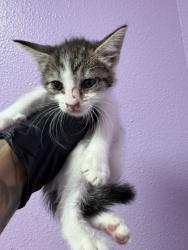 Shelter Stray Female Cat last seen Near GRAMBLING, CITY of El Paso, TX, 5001 Fred Wilson Ave, El Paso, TX 79906, USA