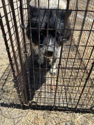 Shelter Stray Female Dog last seen W Harlan Ave & S Rolinda Ave, Riverdale Zone Fresno CO 1B 93656, CA, 1510 W Dan Ronquillo Dr, Fresno, CA 93706, USA