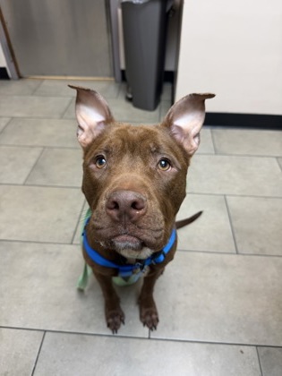 Shelter Stray Male Dog last seen Key Rd SE, Atlanta, GA 30316, 30316, GA, 3280 Chamblee Dunwoody Rd, Chamblee, GA 30341, USA