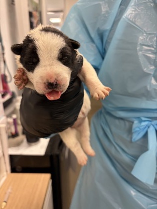 Shelter Stray Female Dog last seen W Harlan Ave & S Rolinda Ave, Riverdale Zone Fresno CO 1B 93656, CA, 1510 W Dan Ronquillo Dr, Fresno, CA 93706, USA