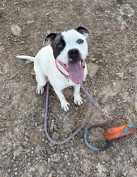 Shelter Stray Female Dog last seen Near Chamblee Dunwoody Rd. Chamblee, GA 30341, 30341, GA, 3280 Chamblee Dunwoody Rd, Chamblee, GA 30341, USA