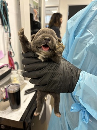 Shelter Stray Female Dog last seen W Harlan Ave & S Rolinda Ave, Riverdale Zone Fresno CO 1B 93656, CA, 1510 W Dan Ronquillo Dr, Fresno, CA 93706, USA