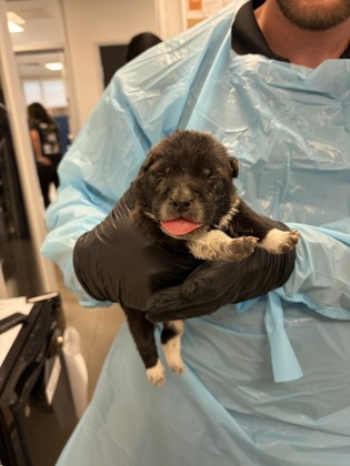 Shelter Stray Female Dog last seen W Harlan Ave & S Rolinda Ave, Riverdale Zone Fresno CO 1B 93656, CA, 1510 W Dan Ronquillo Dr, Fresno, CA 93706, USA
