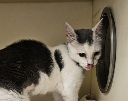 Shelter Stray Female Cat last seen Near Lenox Ave, Decatur, GA 30035, 30035, GA, 3280 Chamblee Dunwoody Rd, Chamblee, GA 30341, USA