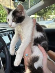 Shelter Stray Female Cat last seen Near Glenrose Trail, Atlanta 30341, 30341, GA, 3280 Chamblee Dunwoody Rd, Chamblee, GA 30341, USA
