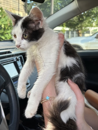 Shelter Stray Female Cat last seen Near Glenrose Trail, Atlanta 30341, 30341, GA, 3280 Chamblee Dunwoody Rd, Chamblee, GA 30341, USA