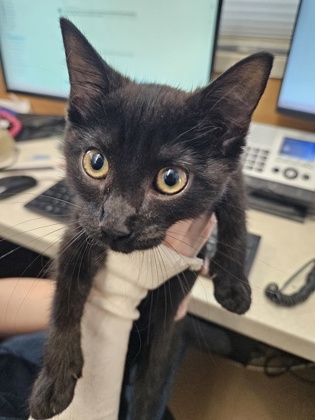 Shelter Stray Unknown Cat last seen Near Pleasantdale Rd Atlanta, GA 30340, 30340, GA, 3280 Chamblee Dunwoody Rd, Chamblee, GA 30341, USA
