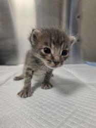 Shelter Stray Male Cat last seen Shaw Ave & Clovis Ave, Clovis Zone Clovis City 4 93612, CA, 1510 W Dan Ronquillo Dr, Fresno, CA 93706, USA