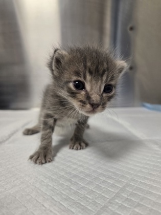 Shelter Stray Male Cat last seen Shaw Ave & Clovis Ave, Clovis Zone Clovis City 4 93612, CA, 1510 W Dan Ronquillo Dr, Fresno, CA 93706, USA