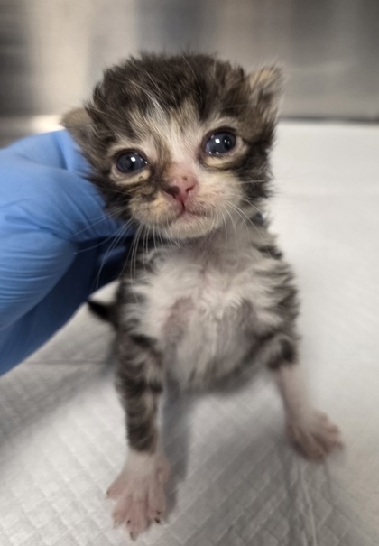 Shelter Stray Male Cat last seen Shaw Ave & Clovis Ave, Clovis Zone Clovis City 4 93612, CA, 1510 W Dan Ronquillo Dr, Fresno, CA 93706, USA