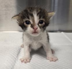 Shelter Stray Male Cat last seen Shaw Ave & Clovis Ave, Clovis Zone Clovis City 4 93612, CA, 1510 W Dan Ronquillo Dr, Fresno, CA 93706, USA