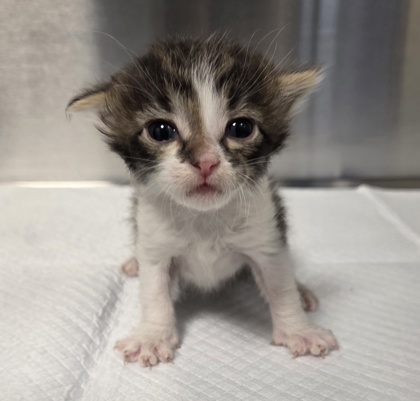 Shelter Stray Male Cat last seen Shaw Ave & Clovis Ave, Clovis Zone Clovis City 4 93612, CA, 1510 W Dan Ronquillo Dr, Fresno, CA 93706, USA