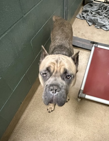 Shelter Stray Male Dog last seen Iris St, Oakland,, 1101 29th Ave, Oakland, CA 94601, USA