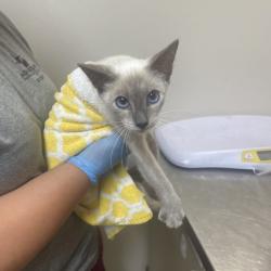 Shelter Stray Female Cat last seen Leonard/Leonard, Brazos County, TX, 5359 Leonard Rd, Bryan, TX 77807, USA