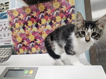 Shelter Stray Male Cat last seen S. Monroe ST, Lucas County, OH, 827 Illinois Ave, Maumee, OH 43537, USA