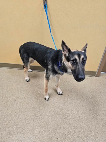 Shelter Stray Female Dog last seen Mars Dr, Cedar Hill, TX, 1150 E Pleasant Run Rd, Cedar Hill, TX 75104, USA