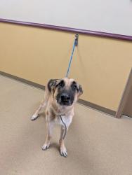 Shelter Stray Male Dog last seen Duncanville Rd / E Beltline Rd, Cedar Hill, TX, 1150 E Pleasant Run Rd, Cedar Hill, TX 75104, USA