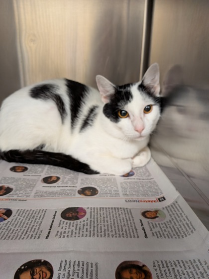 Shelter Stray Unknown Cat last seen Near Blk of Williams Ave, Desoto, TX, 1150 E Pleasant Run Rd, Cedar Hill, TX 75104, USA