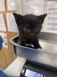 Shelter Stray Female Cat last seen SIERRA BL & SHASTA ST, Roseville City, CA, 200 Tahoe Ave, Roseville, CA 95678, USA
