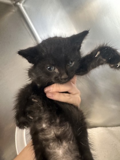 Shelter Stray Male Cat last seen SIERRA BL & SHASTA ST, Roseville City, CA, 200 Tahoe Ave, Roseville, CA 95678, USA