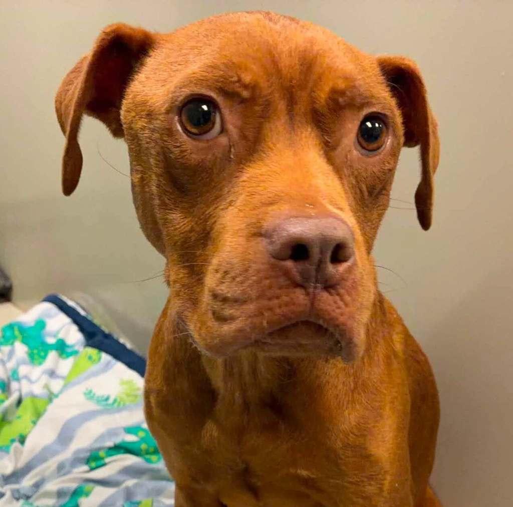 Shelter Stray Female Dog last seen NC, 820 Beacon Lake Dr, Raleigh, NC 27610, USA