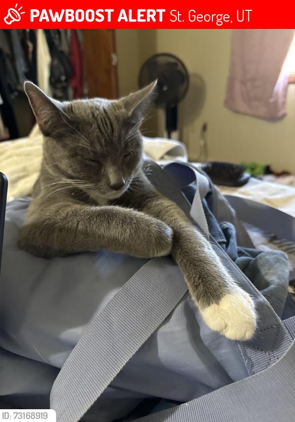 Lost Male Cat last seen Near sunset park, St. George, UT 84770