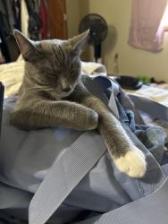 Lost Male Cat last seen Near sunset park, St. George, UT 84770