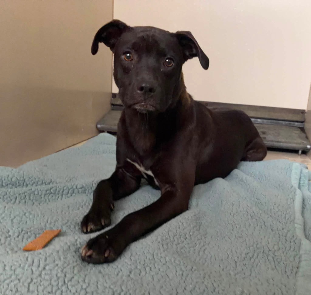 Shelter Stray Female Dog last seen Near Pulley Town Road, ZEBULON, NC, 27597, 820 Beacon Lake Dr, Raleigh, NC 27610, USA