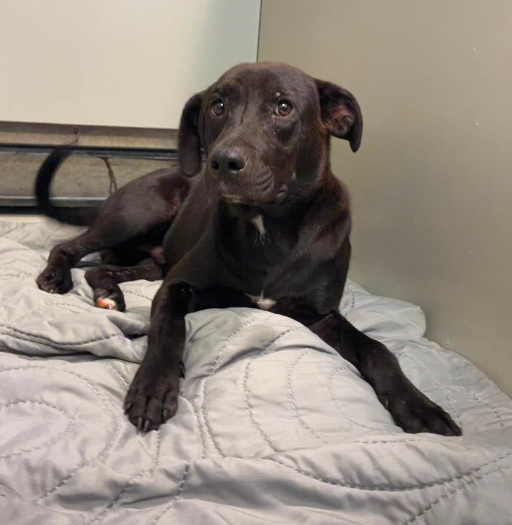 Shelter Stray Male Dog last seen Near Pulley Town Road, ZEBULON, NC, 27597, 820 Beacon Lake Dr, Raleigh, NC 27610, USA