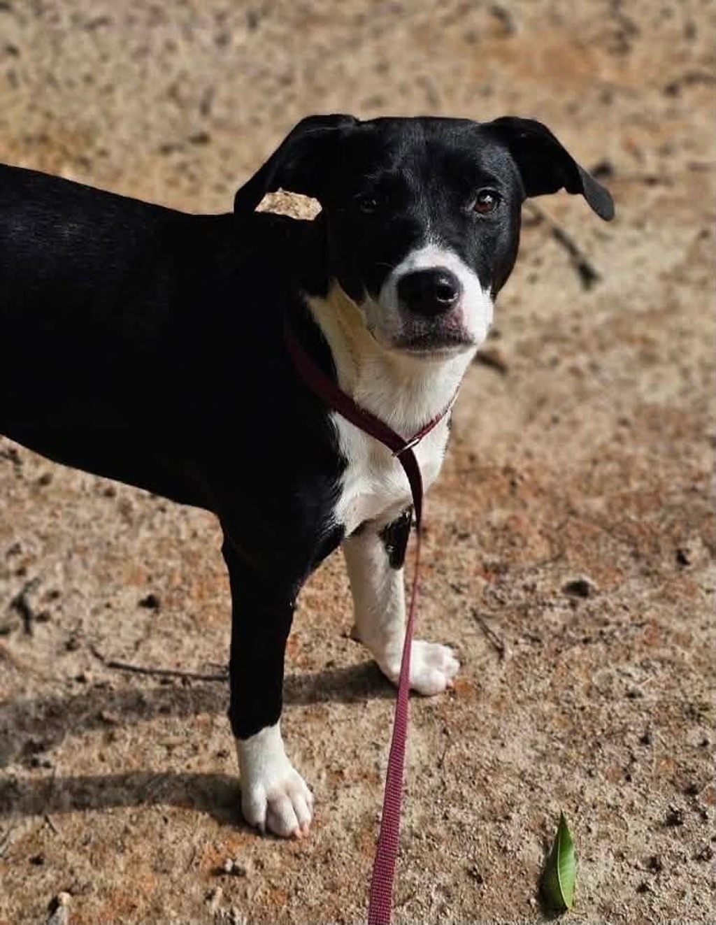 Shelter Stray Female Dog last seen Near Pulley Town Road, ZEBULON, NC, 27597, 820 Beacon Lake Dr, Raleigh, NC 27610, USA