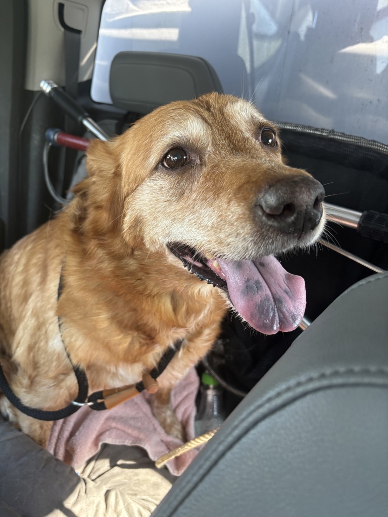 Shelter Stray Female Dog last seen SE Elliot/SE 5th, OR, 1700 W Historic Columbia River Hwy, Troutdale, OR 97060, USA