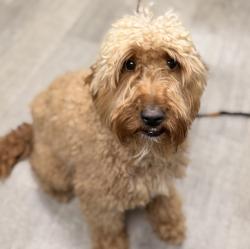 Shelter Stray Male Dog last seen Near Hammerberg Cove, San Diego, CA, 92124, 5500 Gaines St, San Diego, CA 92110, USA