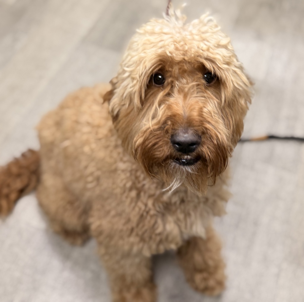 Shelter Stray Male Dog last seen Near Hammerberg Cove, San Diego, CA, 92124, 5500 Gaines St, San Diego, CA 92110, USA