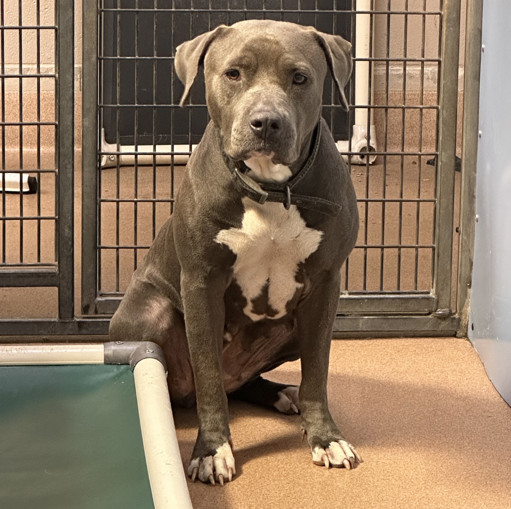 Shelter Stray Female Dog last seen Near Friars Road, San Diego, CA, 92108, 5500 Gaines St, San Diego, CA 92110, USA