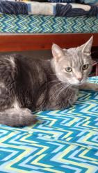 Lost Male Cat last seen Blakely and Pomeroy intersection, West Chicago, IL 60185