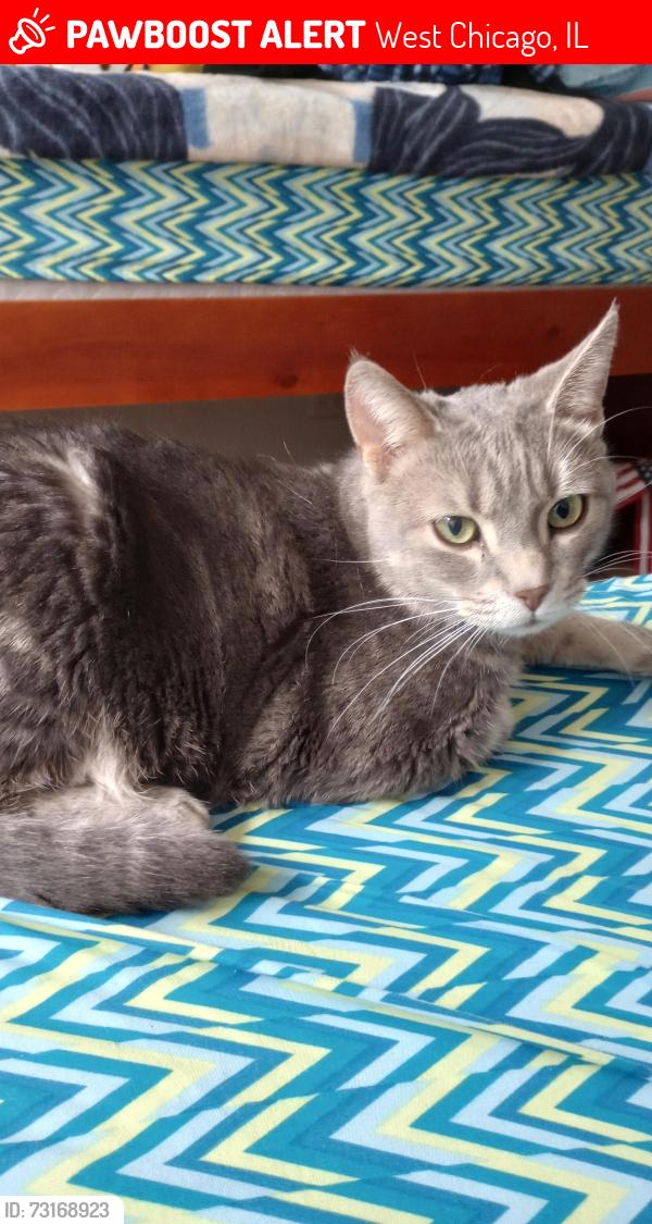 Lost Male Cat last seen Blakely and Pomeroy intersection, West Chicago, IL 60185