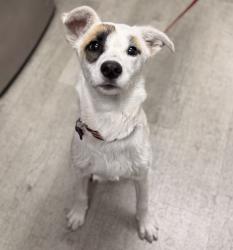 Shelter Stray Female Dog last seen Mount Carol Drive, San Diego, CA, 92111, 5500 Gaines St, San Diego, CA 92110, USA