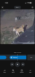 Found/Stray Unknown Dog last seen Tejeda rd, San Antonio, TX 78221