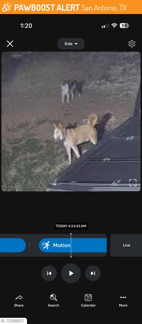 Found/Stray Unknown Dog last seen Tejeda rd, San Antonio, TX 78221