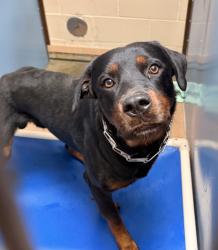 Shelter Stray Male Dog last seen Near Franklin Avenue, San Diego, CA, 92113, 5500 Gaines St, San Diego, CA 92110, USA