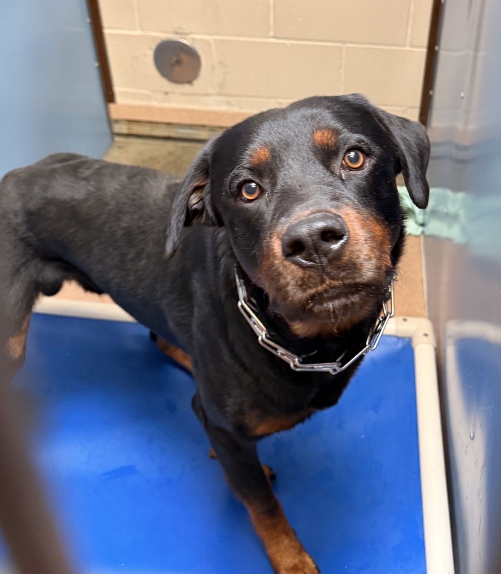 Shelter Stray Male Dog last seen Near Franklin Avenue, San Diego, CA, 92113, 5500 Gaines St, San Diego, CA 92110, USA